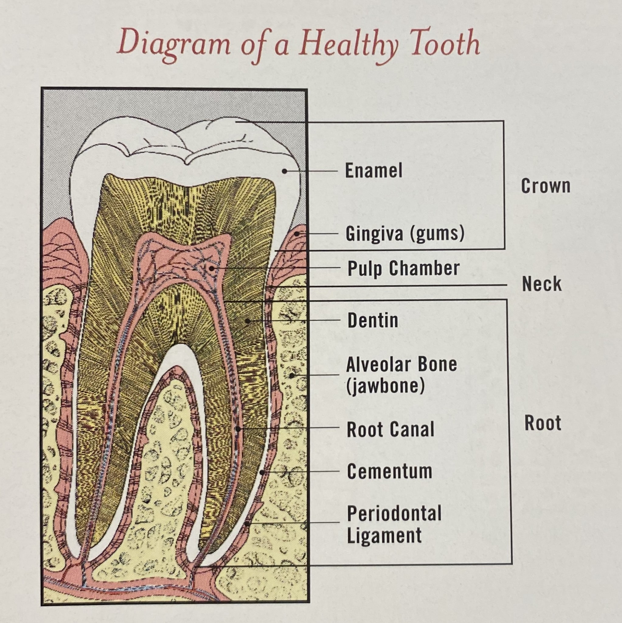 Diagram of a Healthy Tooth